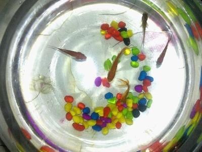 魚缸水質管理的重要性：剛買的石頭是否可以直接放入魚缸以及是否存在潛在的毒性問題