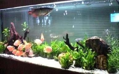 公司魚缸養幾條魚好旺財（公司魚缸養幾條魚好旺財，辦公室養幾條魚好旺財）