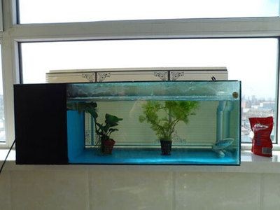 公司魚缸養幾條魚好旺財（公司魚缸養幾條魚好旺財，辦公室養幾條魚好旺財）