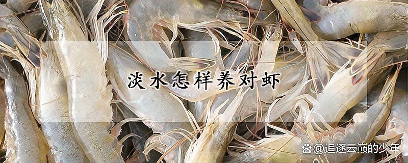 對蝦可以淡水養(yǎng)殖嗎