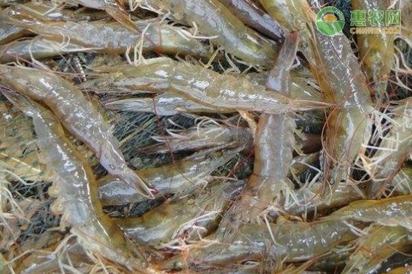 對蝦可以淡水養(yǎng)殖嗎