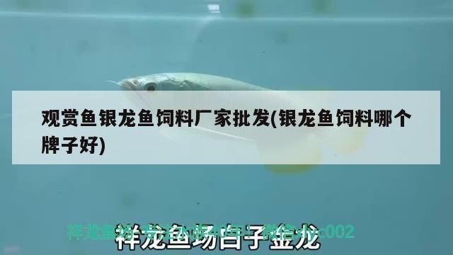 銀版魚飼料品牌比較:水產(chǎn)飼料品牌好評率 龍魚百科 第1張 銀版魚飼料品牌比較:水產(chǎn)飼料品牌好評率 銀版魚飼料品牌比較:水產(chǎn)飼料品牌好評率 龍魚百科 第1張