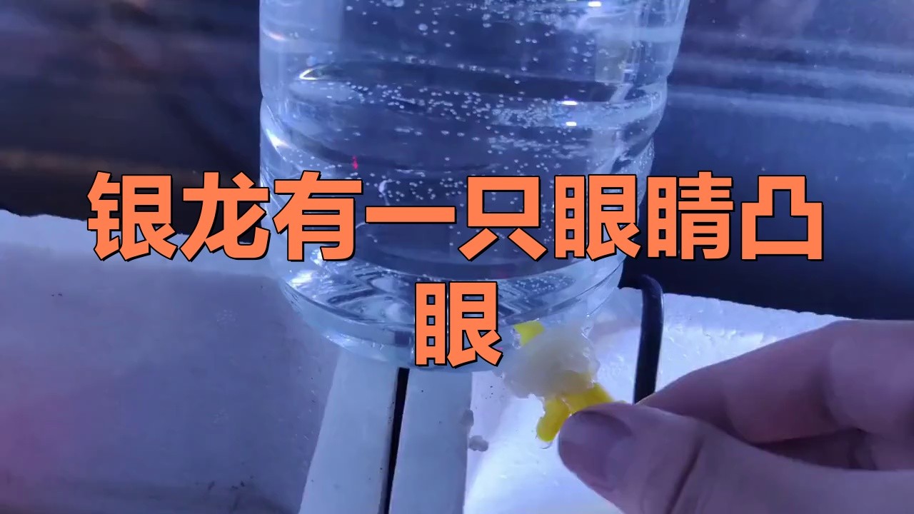 龍魚重癥凸眼如何預(yù)防復(fù)發(fā)？