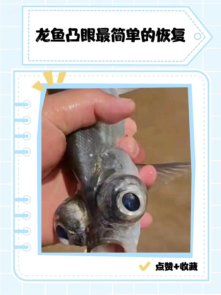 龍魚重癥凸眼如何預(yù)防復(fù)發(fā)？