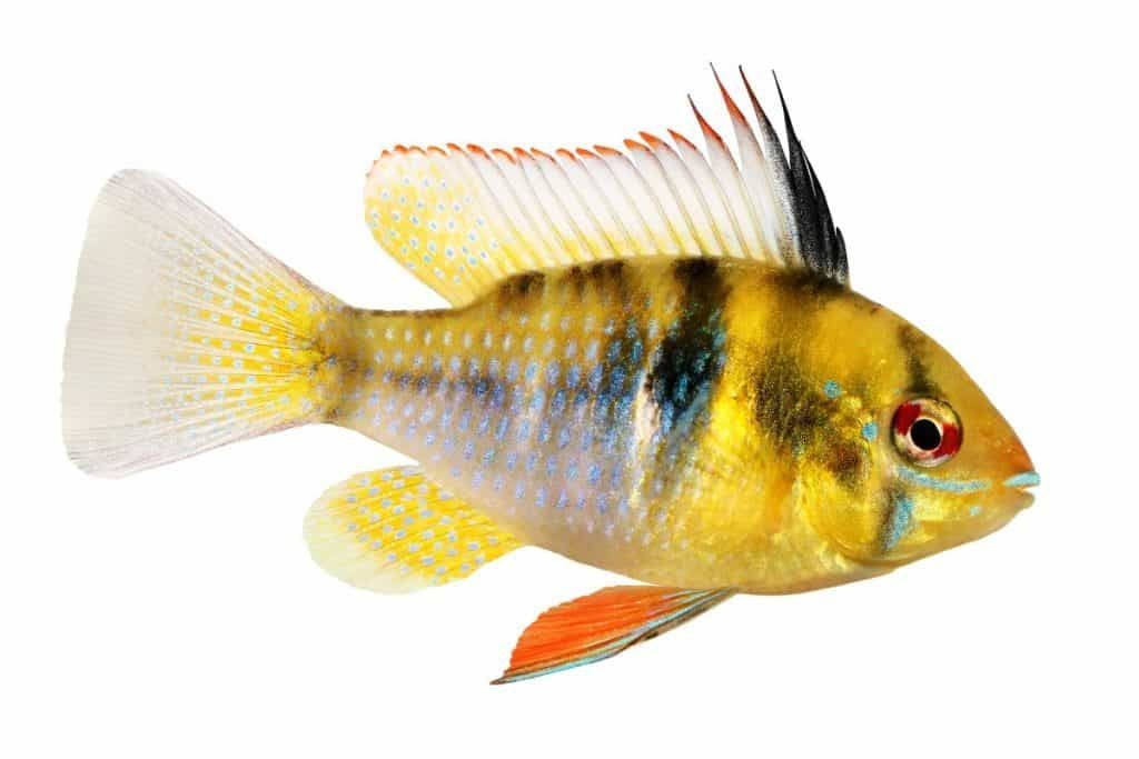 虎魚俗稱什么魚