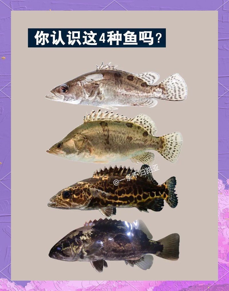 虎魚俗稱什么魚