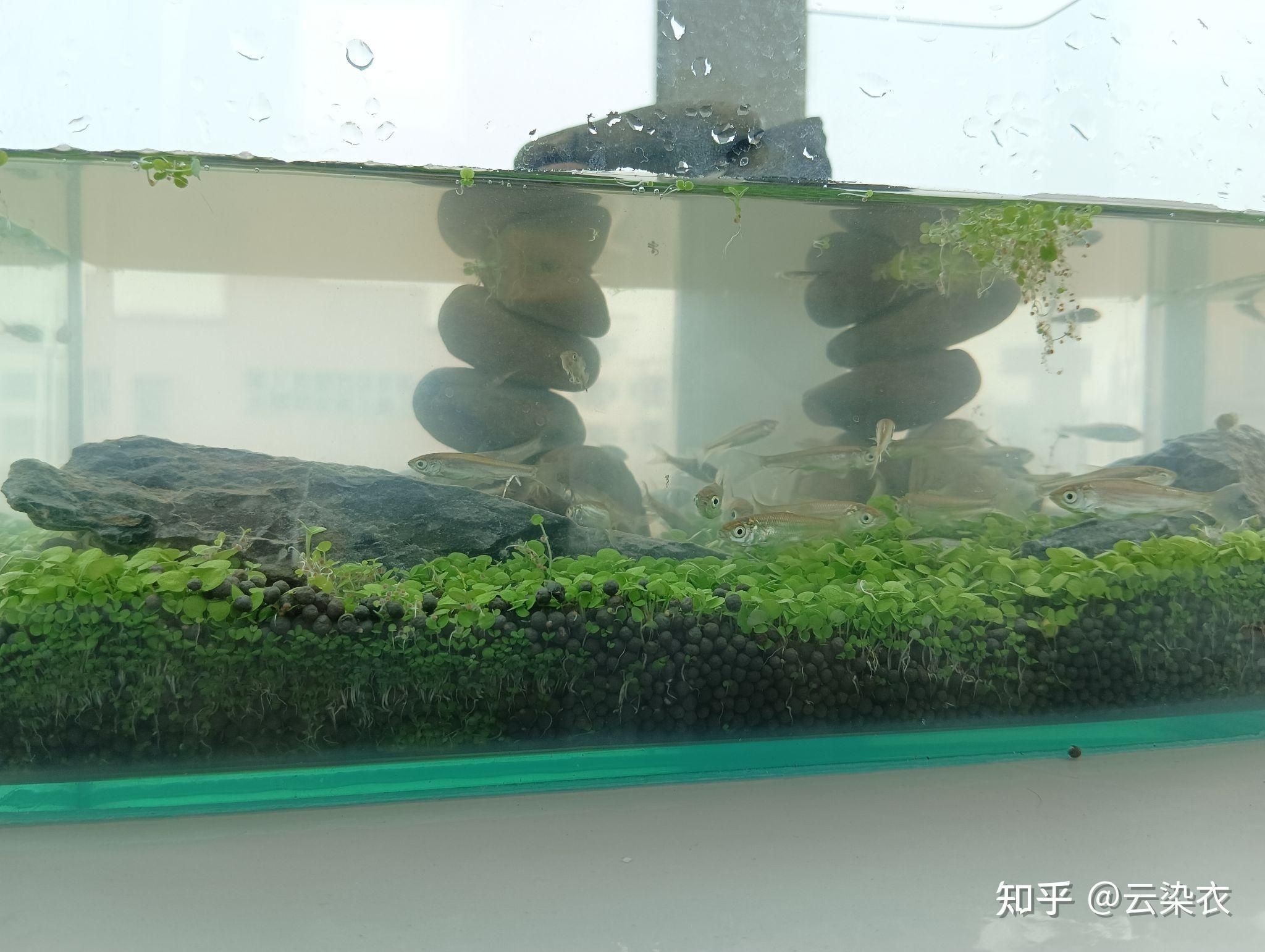 淡水魚缸養什么草魚最好（新手養魚，如何選擇合適的魚類）