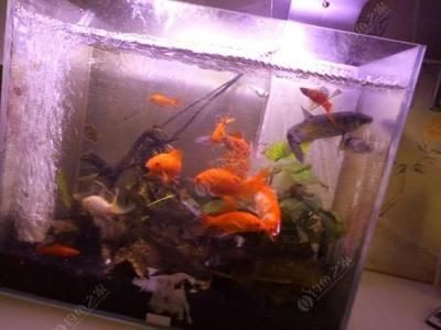 淡水魚缸養什么草魚最好（新手養魚，如何選擇合適的魚類）