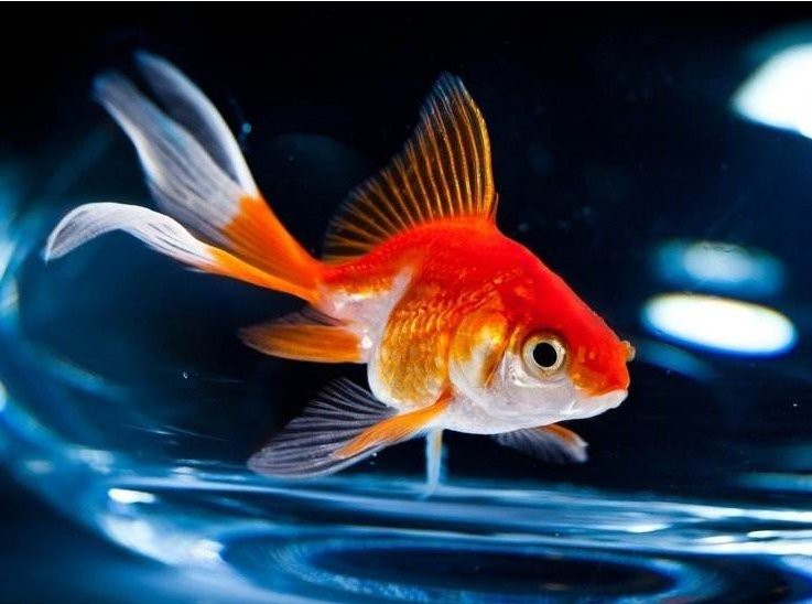 魚沒了扔哪里最吉利