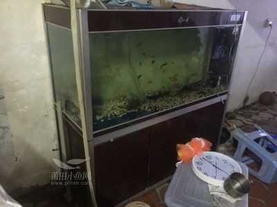 金龍魚20厘米用多大魚缸（飼養(yǎng)20厘米的金龍魚，魚缸的最小尺寸應該是長度120厘米）