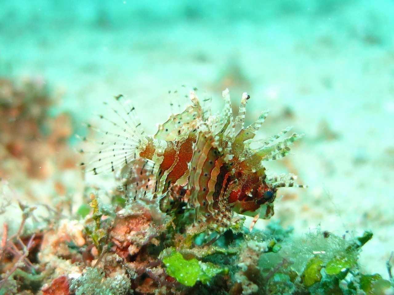 銀龍魚總在魚缸底下