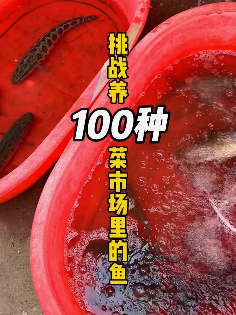 菜市場撿漏觀賞魚