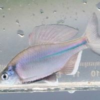 菜市場撿漏觀賞魚