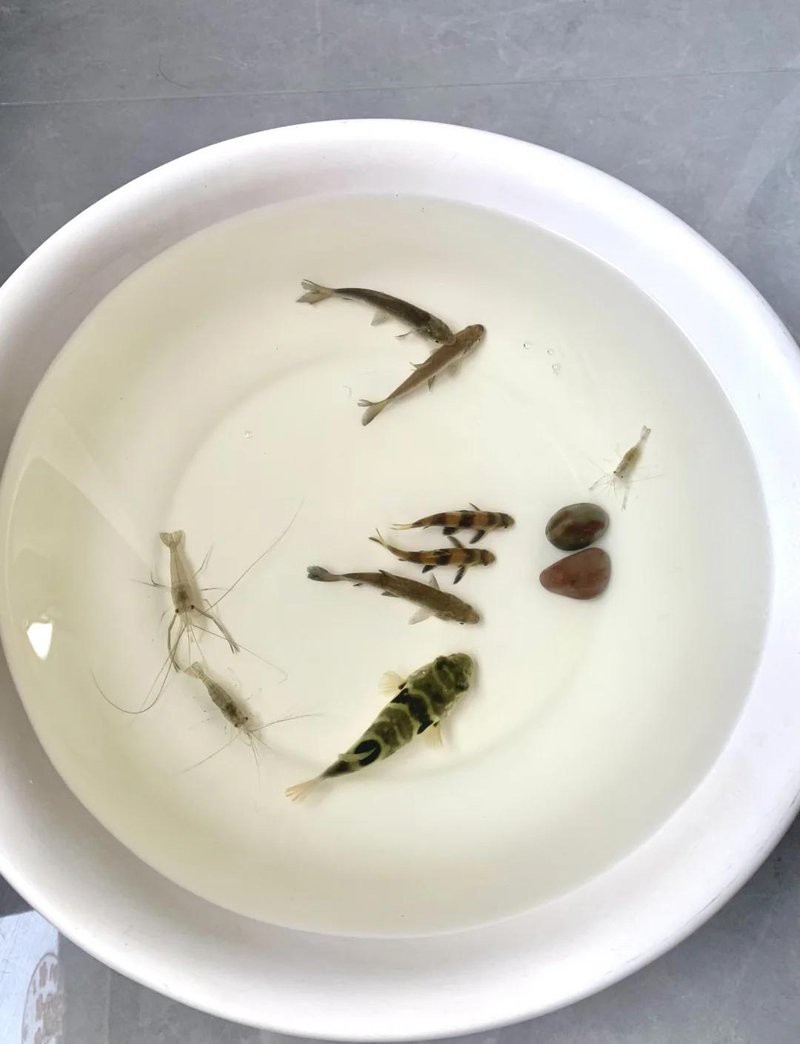 菜市場撿漏觀賞魚