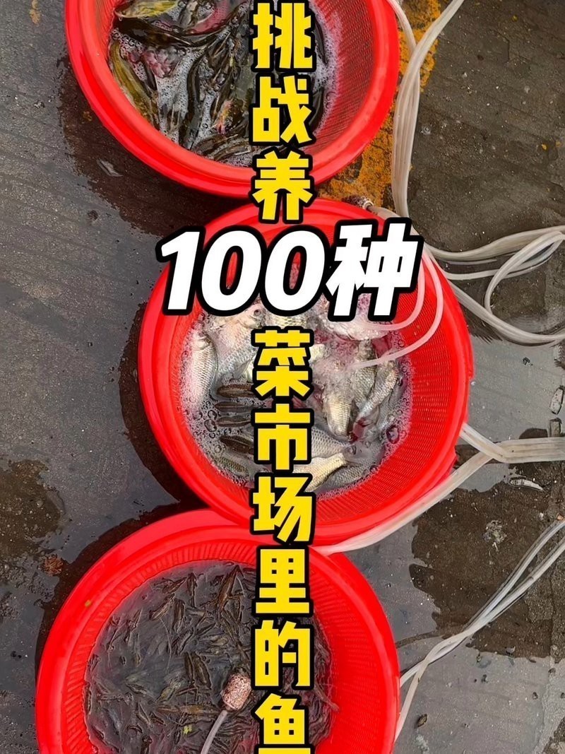 菜市場撿漏觀賞魚