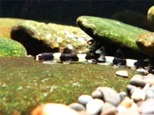 紅線蟲(chóng)魚(yú)缸（紅線蟲(chóng)在魚(yú)缸中的作用）