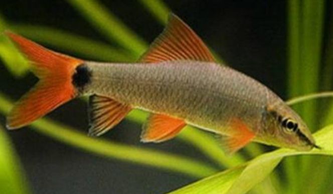 紅線蟲(chóng)魚(yú)缸（紅線蟲(chóng)在魚(yú)缸中的作用）