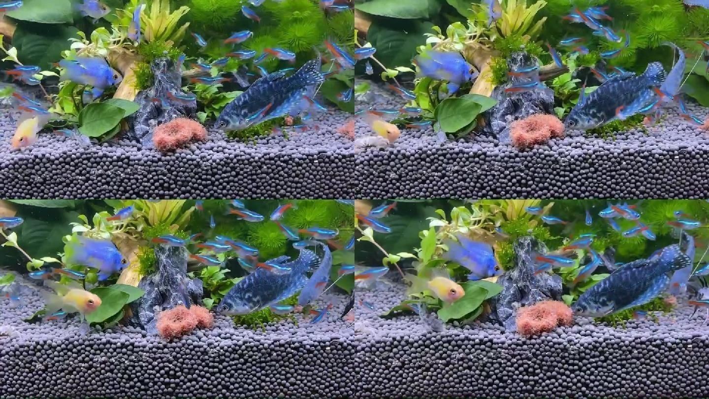 紅線蟲(chóng)魚(yú)缸（紅線蟲(chóng)在魚(yú)缸中的作用）