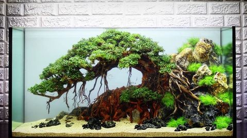 樹景魚缸：樹景魚缸適合養哪些魚