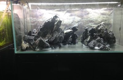 樹景魚缸：樹景魚缸適合養哪些魚