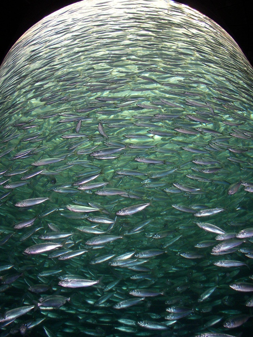湛江市霞山區魚魚得水觀賞魚館（湛江市霞山區魚魚得水觀賞魚館地址）