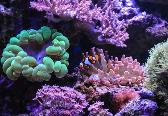魚缸珊瑚的養(yǎng)殖方法：關(guān)于魚缸珊瑚的養(yǎng)殖方法