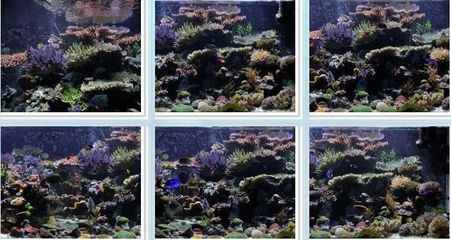 魚缸珊瑚的養(yǎng)殖方法：關(guān)于魚缸珊瑚的養(yǎng)殖方法