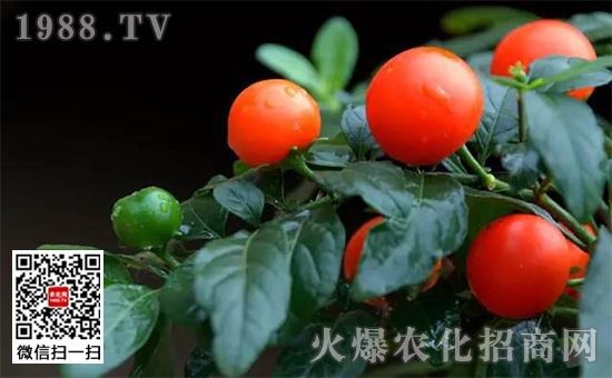 魚缸珊瑚的養(yǎng)殖方法：關(guān)于魚缸珊瑚的養(yǎng)殖方法