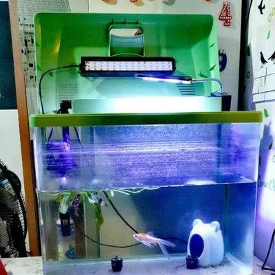 龍魚魚鰭充血能自愈嗎，龍魚魚鰭充血能否自愈