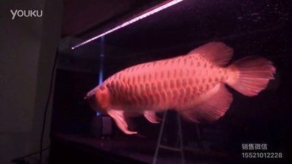 賽級紅龍魚：賽級紅龍魚價格賽級紅龍魚飼養注意事項賽級紅龍魚飼養方法
