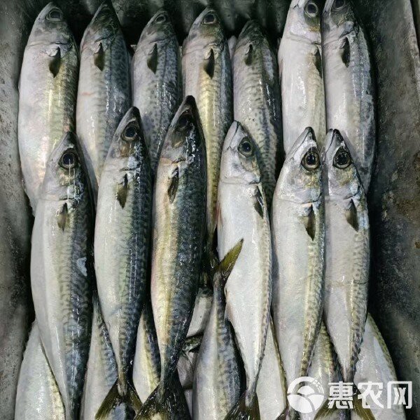 青花魚在國內叫什么魚 青花魚在國內叫什么魚 龍魚論壇 第4張