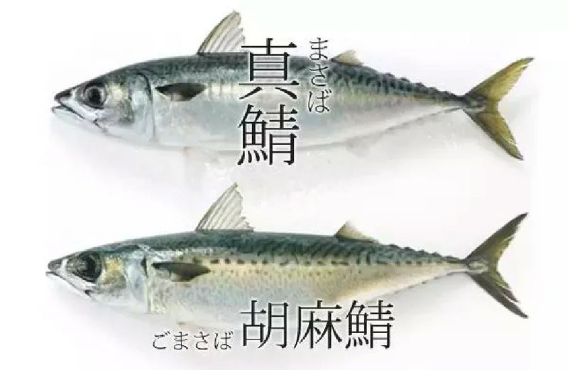 青花魚在國內叫什么魚 青花魚在國內叫什么魚 龍魚論壇 第5張