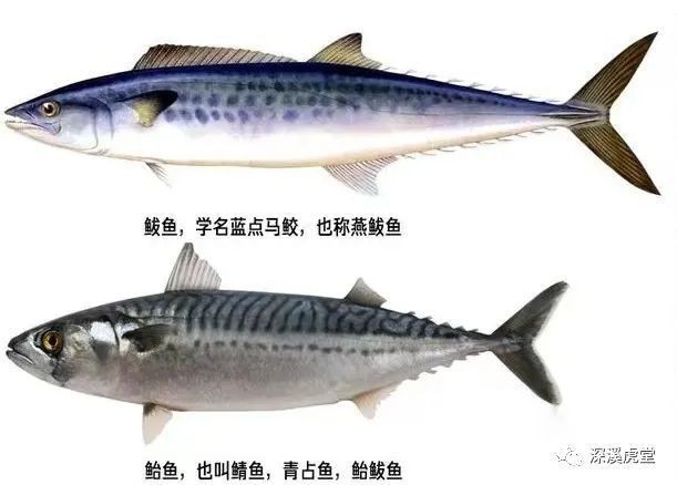 青花魚在國內叫什么魚 青花魚在國內叫什么魚 龍魚論壇 第3張