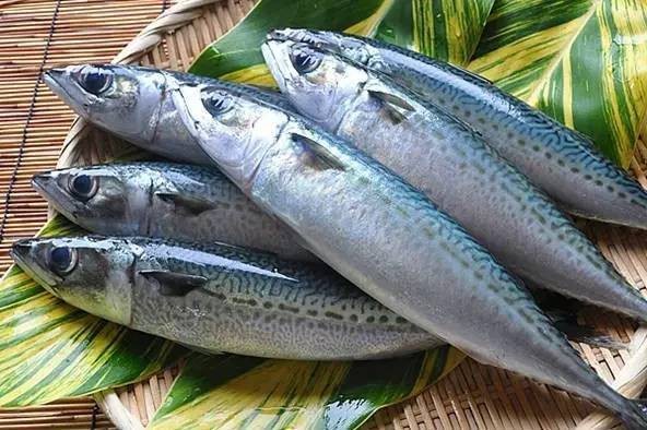青花魚在國內叫什么魚 青花魚在國內叫什么魚 龍魚論壇 第10張