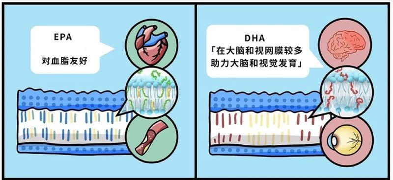 青花魚在國內叫什么魚 青花魚在國內叫什么魚 龍魚論壇 第14張