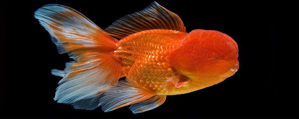 紅國獅金魚好養嗎