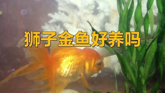 紅國獅金魚好養嗎