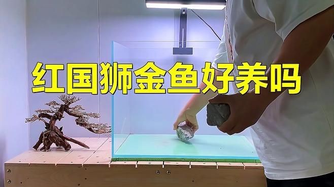 紅國獅金魚好養嗎