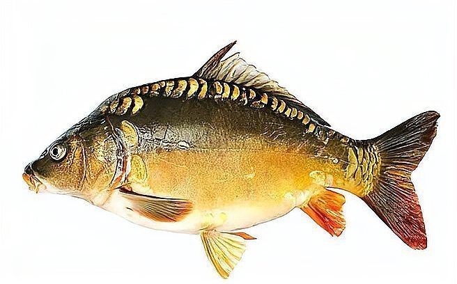 虎紋龍王魚最忌三種魚