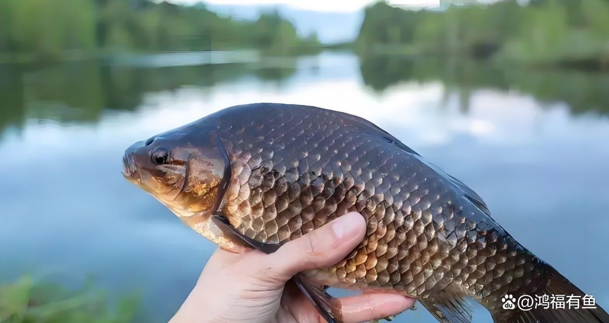 虎紋龍王魚最忌三種魚