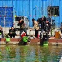 虎紋龍王魚最忌三種魚