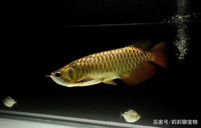 龍魚的主要特征和常見種類是什么意思（如何鑒別龍魚品種真偽）