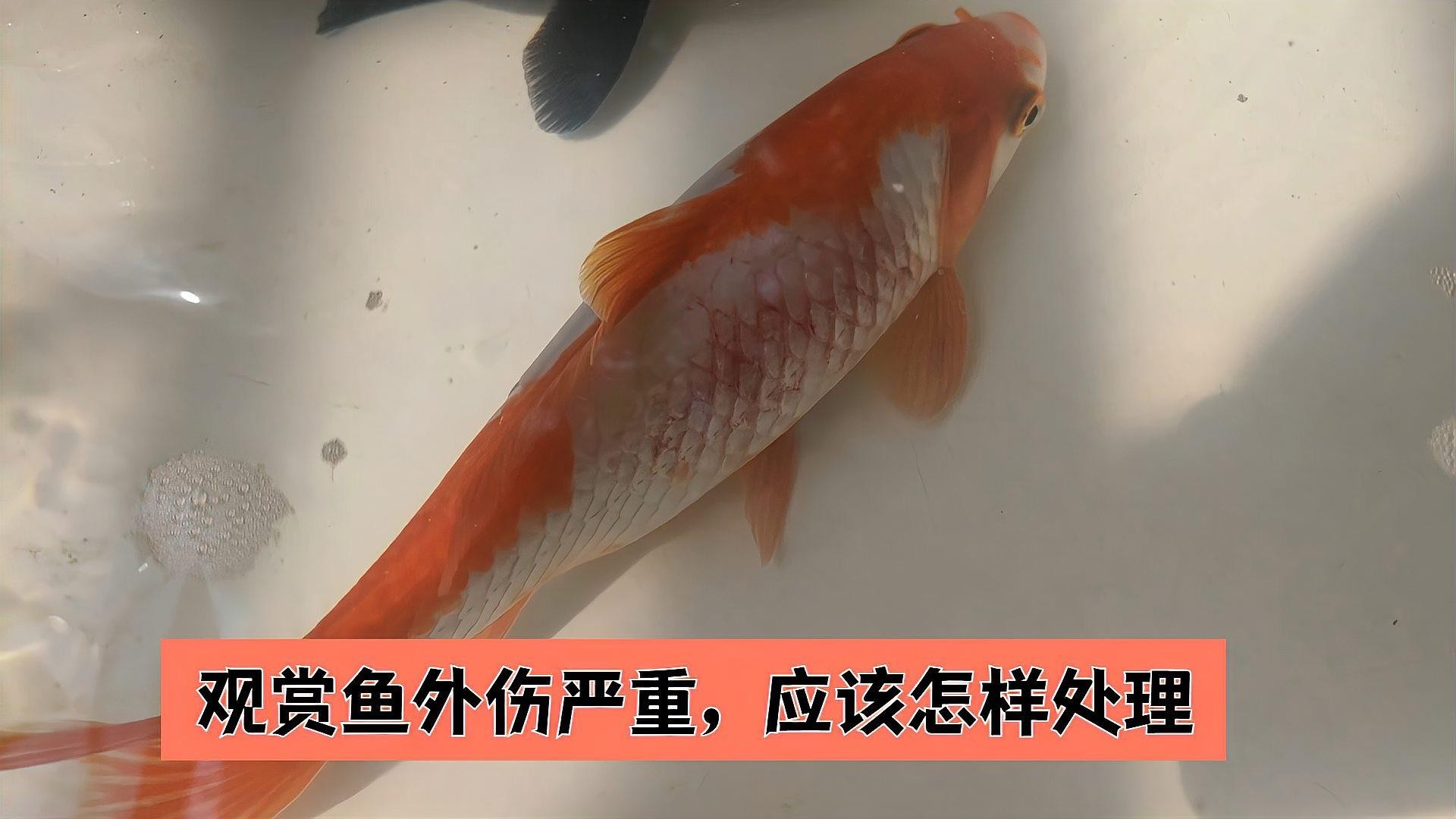 銀龍魚嘴撞破了怎么辦啊