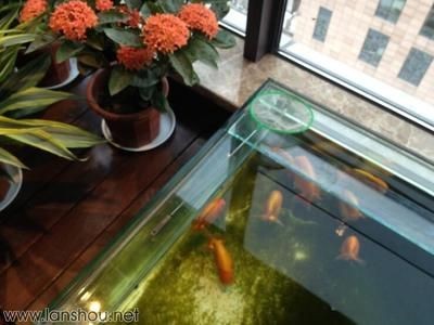 高大上的魚缸不僅能作為觀賞魚的家園，還能成為裝飾的一部分：如何選擇一個高大上的魚缸