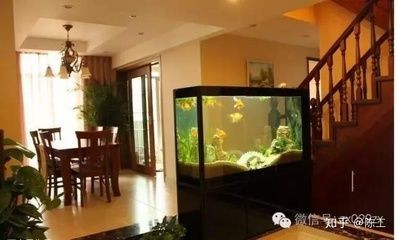 高大上的魚缸不僅能作為觀賞魚的家園，還能成為裝飾的一部分：如何選擇一個高大上的魚缸