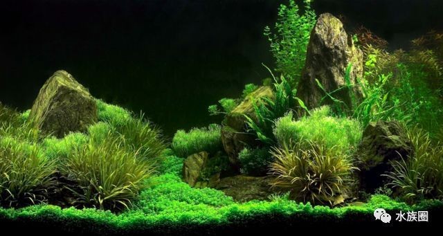 高大上的魚缸不僅能作為觀賞魚的家園，還能成為裝飾的一部分：如何選擇一個高大上的魚缸