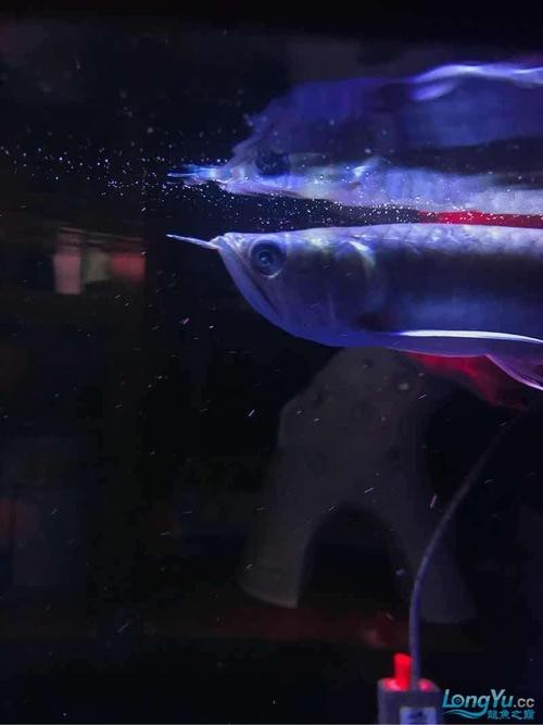 青板魚又叫什么魚