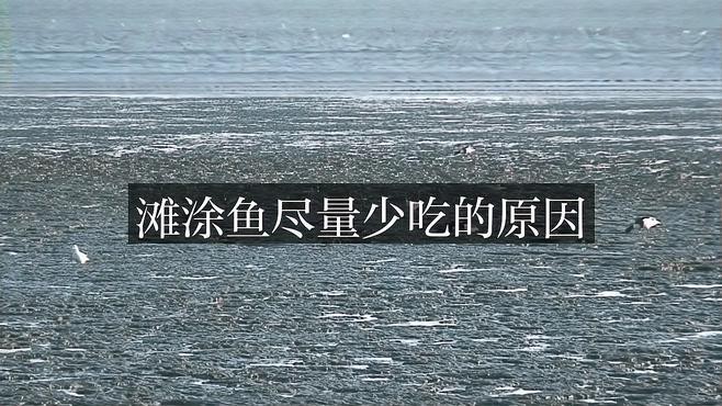 彈涂魚(yú)為何盡量少吃 彈涂魚(yú)為何盡量少吃 龍魚(yú)論壇 第1張