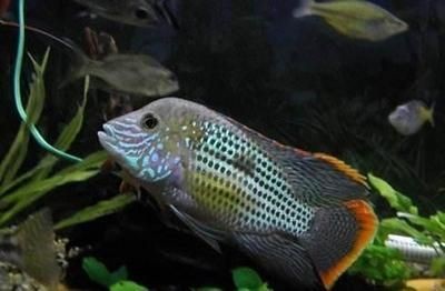 不適合混養的觀賞魚排名第7（不適合與其他魚類混養的觀賞魚排名第七名是大顎小脂鯉）