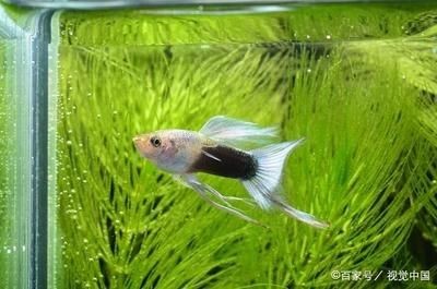 不適合混養的觀賞魚排名第7（不適合與其他魚類混養的觀賞魚排名第七名是大顎小脂鯉）
